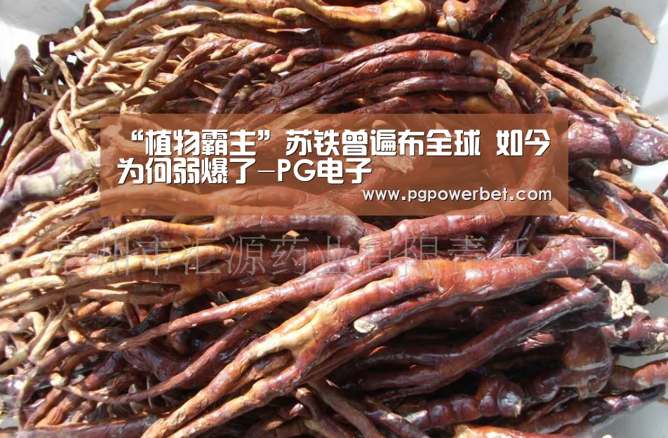 “植物霸主”苏铁曾遍布全球 如今为何弱爆了-PG电子(图3) PG下载
