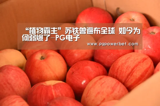“植物霸主”苏铁曾遍布全球 如今为何弱爆了-PG电子(图2) PG下载